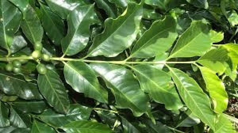 análises foliar