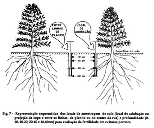 Coleta de Solo em Plantas Perenes Coleta de Solo em Plantas Perenes