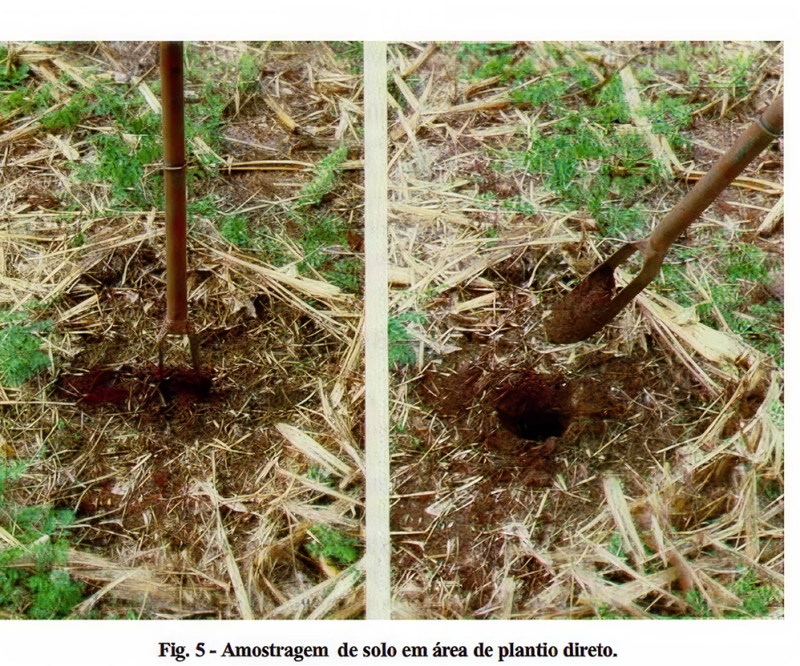 Coleta de Solo em Plantas Perenes