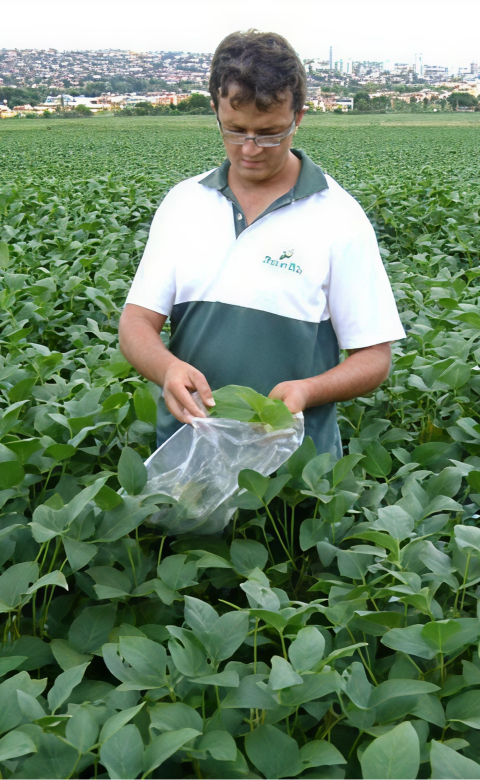 Critério para coleta de folhas