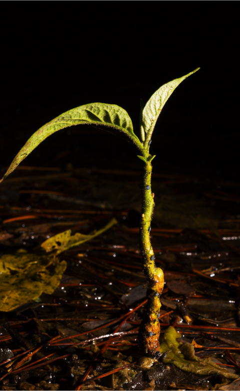 Coleta de Solo em Plantas Perenes