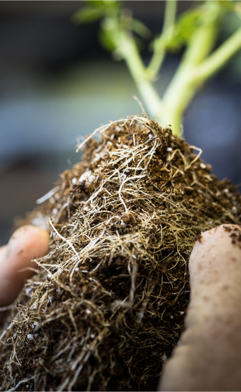 Coleta de solo em plantio direto